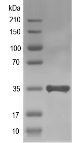 Western blot of AHL22 recombinant protein