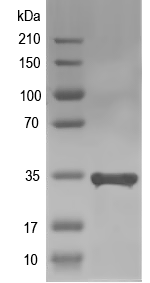 Western blot of AHL27 recombinant protein