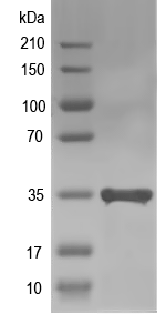 Western blot of AHL7 recombinant protein