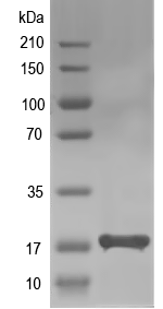 Western blot of AHP1 recombinant protein