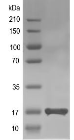 Western blot of AIF1 recombinant protein