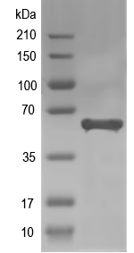 Western blot of ATG22 recombinant protein