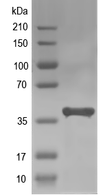 Western blot of ATbp recombinant protein