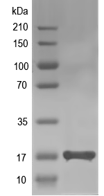 Western blot of AVD recombinant protein