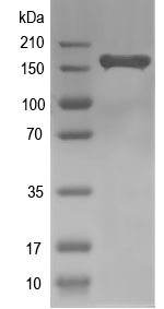 Western blot of Abcc1 recombinant protein