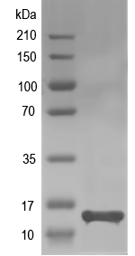 Western blot of Aflv_1766 recombinant protein