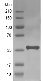 Western blot of Agmat recombinant protein