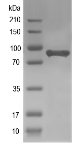 Western blot of Ago recombinant protein