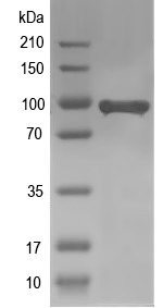 Western blot of Ahr recombinant protein