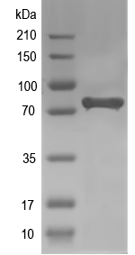 Western blot of Ahrr recombinant protein