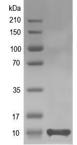 Western blot of At1g52710 recombinant protein