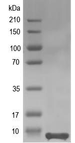 Western blot of At1g54445 recombinant protein