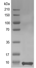 Western blot of At1g56233 recombinant protein