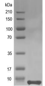 Western blot of At1g58055 recombinant protein