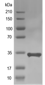 Western blot of At1g59800 recombinant protein