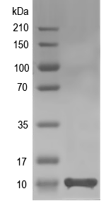 Western blot of At1g68905 recombinant protein