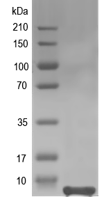 Western blot of At1g69818 recombinant protein