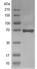 Western blot of At1g69990 recombinant protein