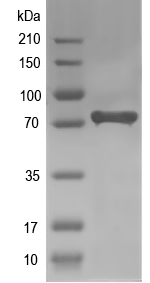 Western blot of At1g77260 recombinant protein