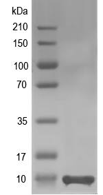 Western blot of BQ12070 recombinant protein