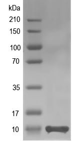 Western blot of BRAFLDRAFT_270831 recombinant protein