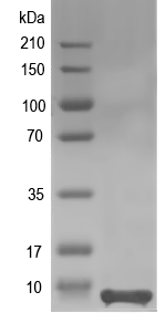 Western blot of Bsph_1689 recombinant protein