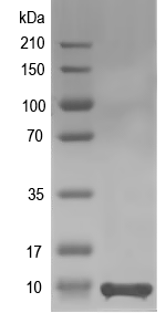 Western blot of CE1668 recombinant protein