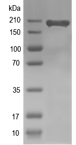 Western blot of CG43867 recombinant protein