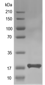 Western blot of CYP10 recombinant protein