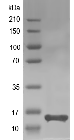 Western blot of Dtur_1530 recombinant protein