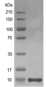 Western blot of ESFL2 recombinant protein