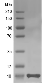 Western blot of FV3-064R recombinant protein