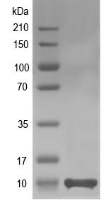 Western blot of GASA11 recombinant protein