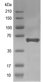 Western blot of KRBA2 recombinant protein
