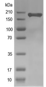 Western blot of MROH2A recombinant protein