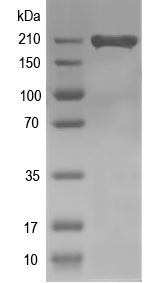 Western blot of Nes recombinant protein