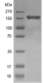 Western blot of Plch2 recombinant protein