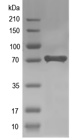 Western blot of Plk3 recombinant protein