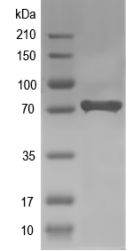 Western blot of RNPEP recombinant protein