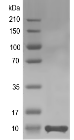 Western blot of SAR1875 recombinant protein