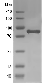Western blot of Slc26a4 recombinant protein