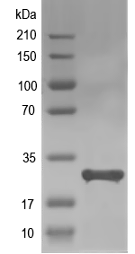Western blot of Tmem219 recombinant protein