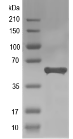 Western blot of Tmem8b recombinant protein