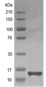 Western blot of YGR045C recombinant protein