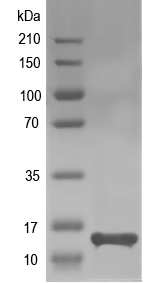 Western blot of YGR069W recombinant protein