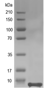 Western blot of YPTB1297 recombinant protein