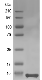 Western blot of aaF1CA26 recombinant protein