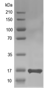 Western blot of abrIM recombinant protein