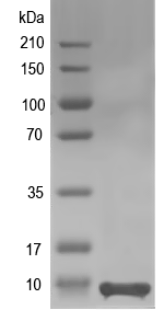 Western blot of acbA recombinant protein