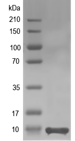 Western blot of afaF recombinant protein